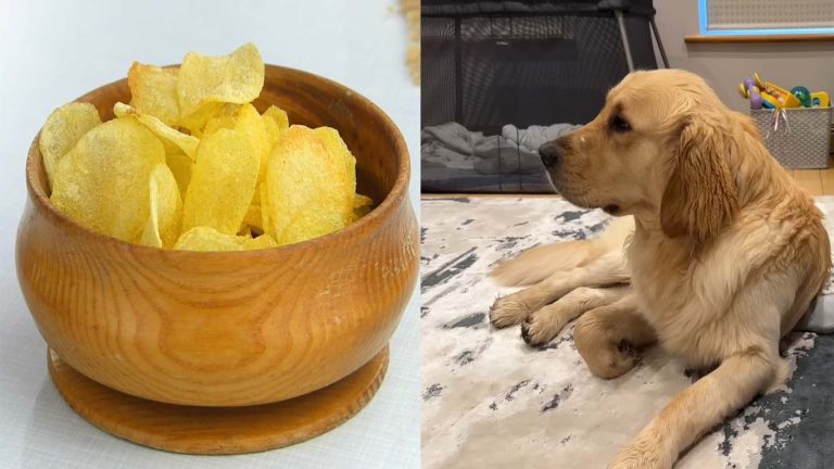 Can Dogs Eat Potato Chips?