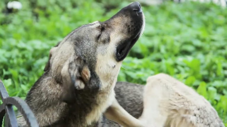 Can Dogs Be Allergic to Milk Bones?