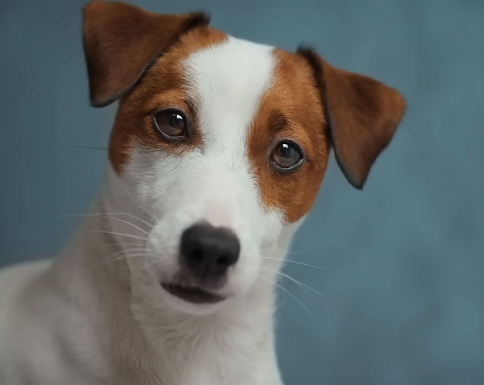 Can Dogs Eat Cherry Tomatoes?