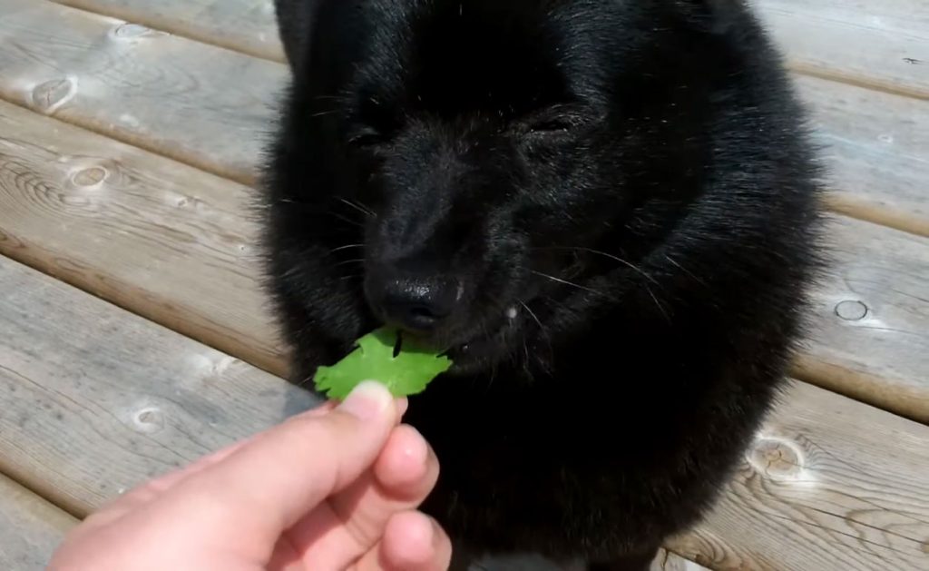 Can Dogs Eat Cilantro?