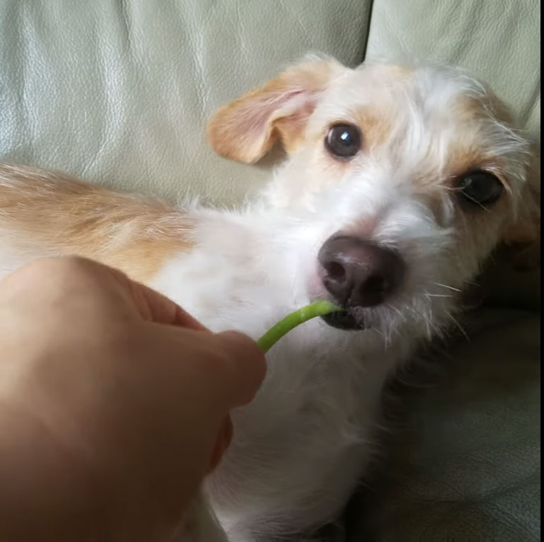 Can Dogs Eat Cilantro?