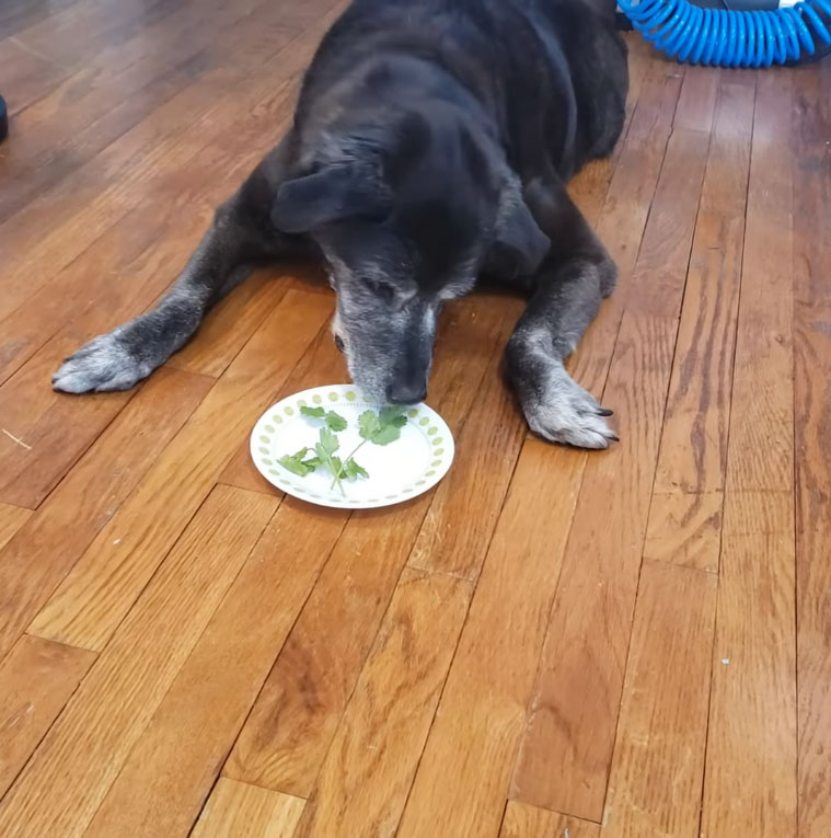 Can Dogs Eat Cilantro?