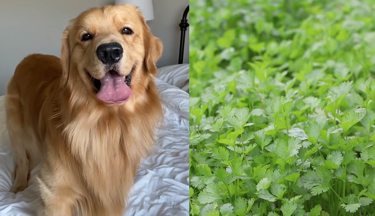 Can Dogs Eat Cilantro?