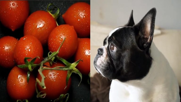 Can Dogs Eat Cherry Tomatoes?