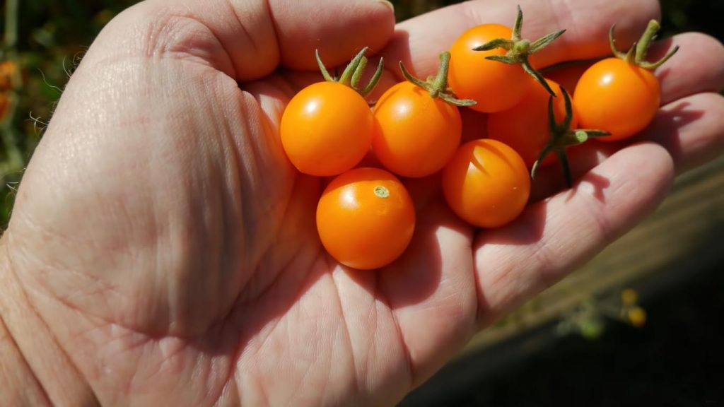 Can Dogs Eat Cherry Tomatoes?