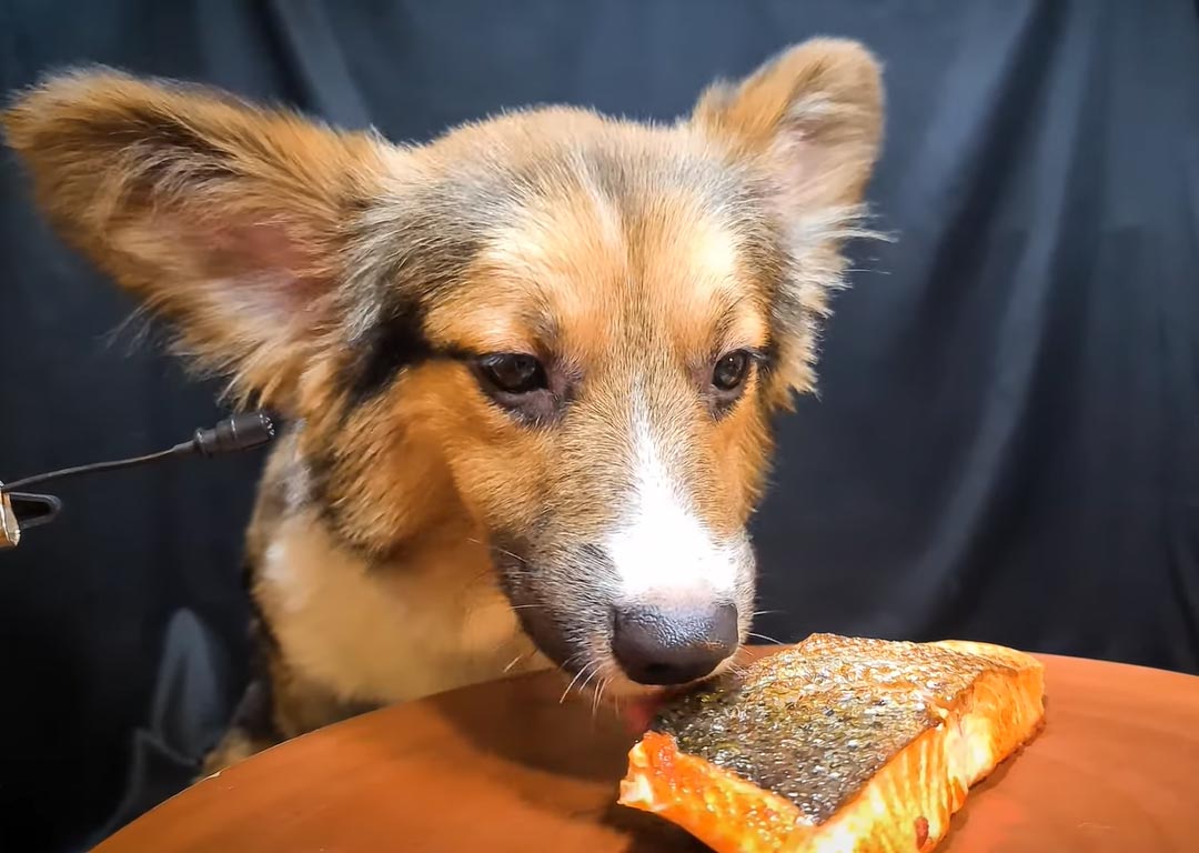 Can Dogs Have Smoked Salmon