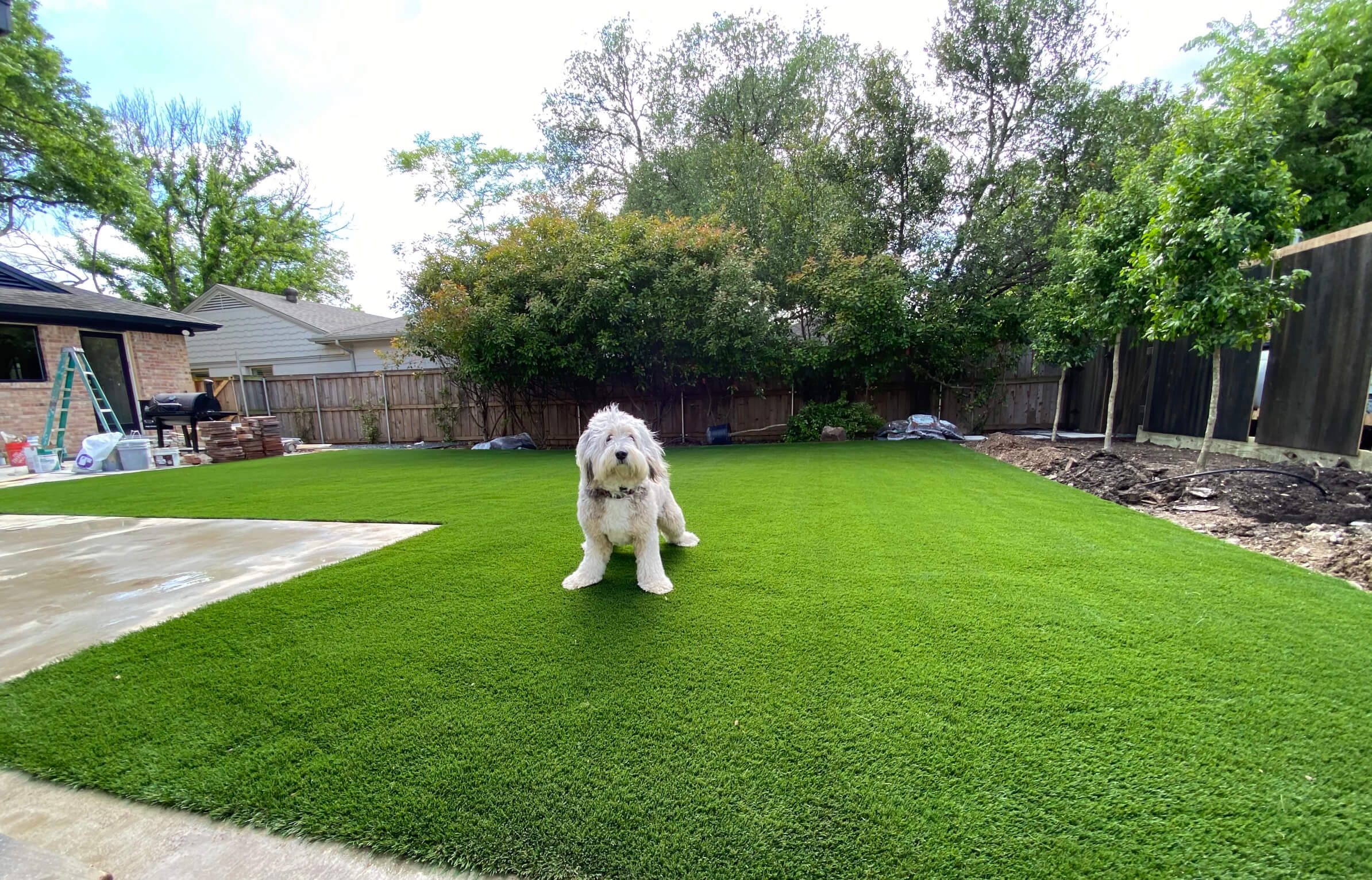 Can Dogs Dig Through Turf?