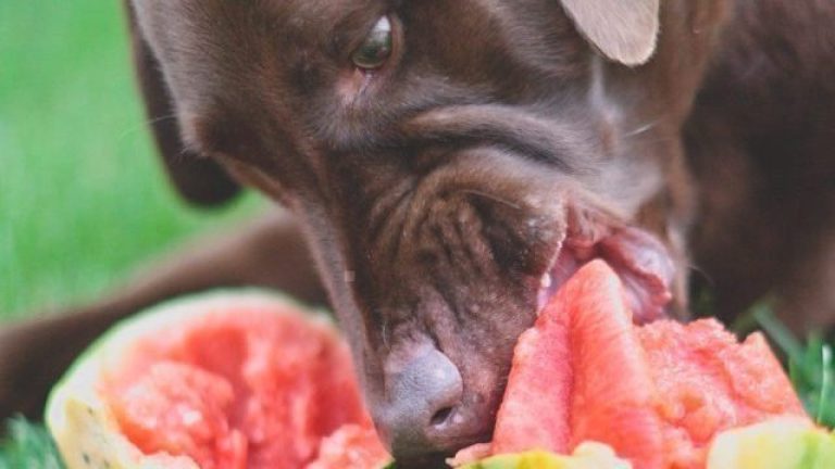 Can Dogs Eat Fruit by the Foot?