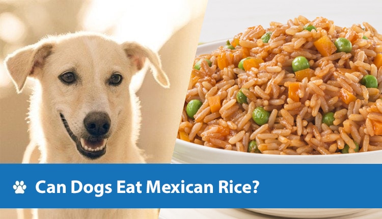 Can Dogs Eat Mexican Rice?