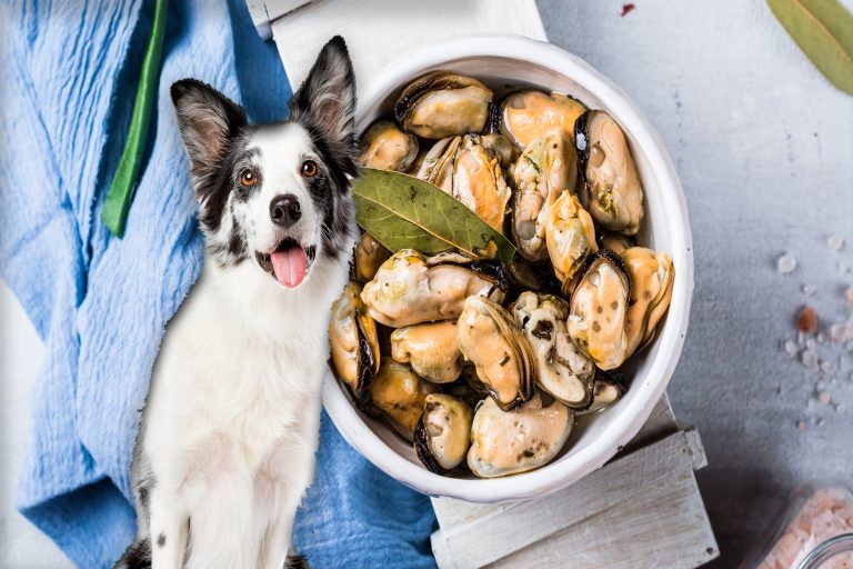 Can Dogs Eat Mussel Shells?