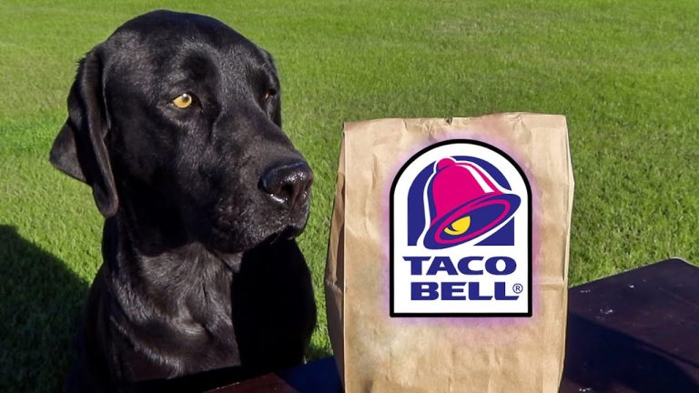 Can Dogs Eat Taco Bell?