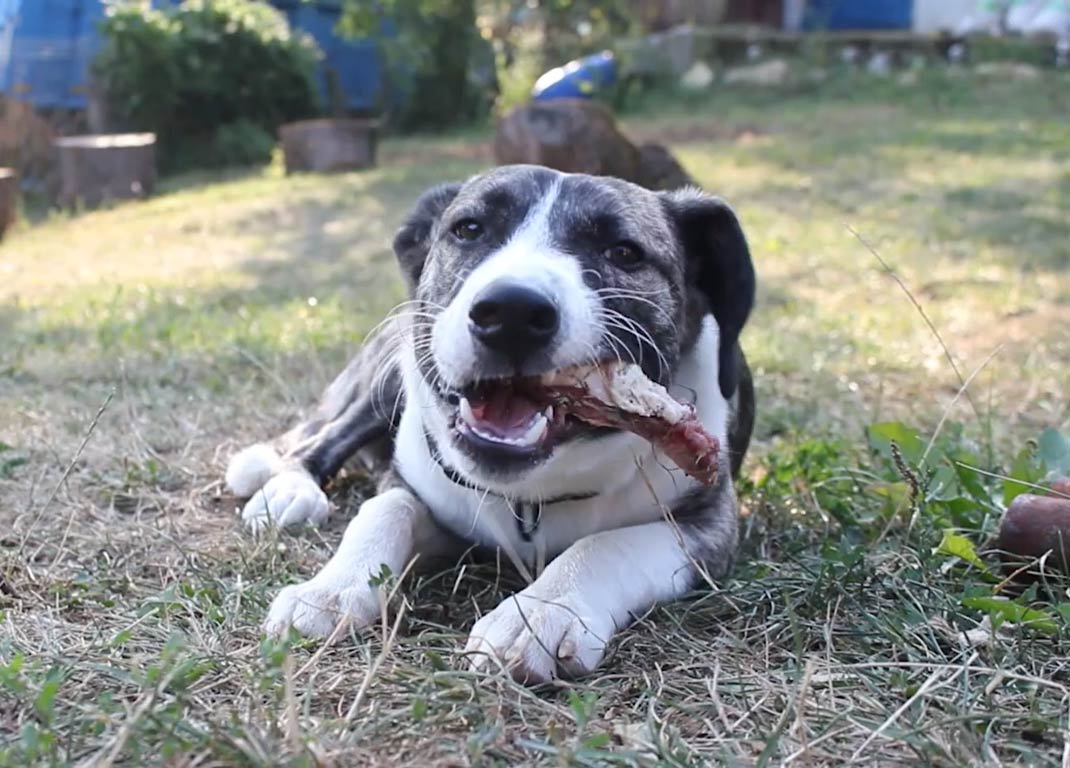 can-dog-eat-rotisserie chicken bone