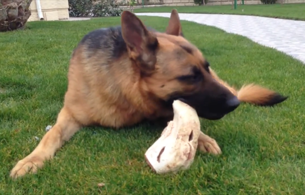 Dog can eat beef tongue