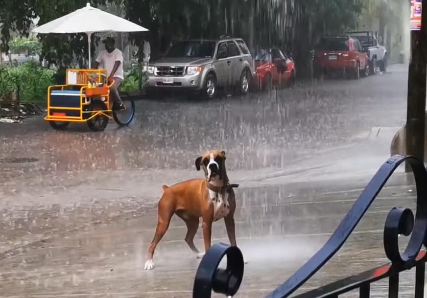 Can Dogs Get Sick from Being in the Rain