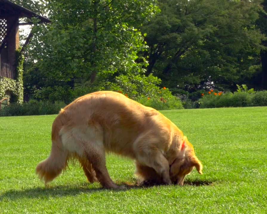 Why Do Dogs Dig Grass?