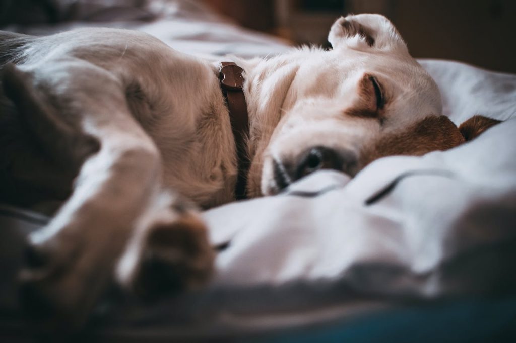 Can Dog Sleep With Harness On