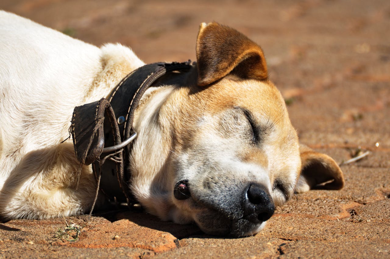 Can Dog Sleep With Harness On