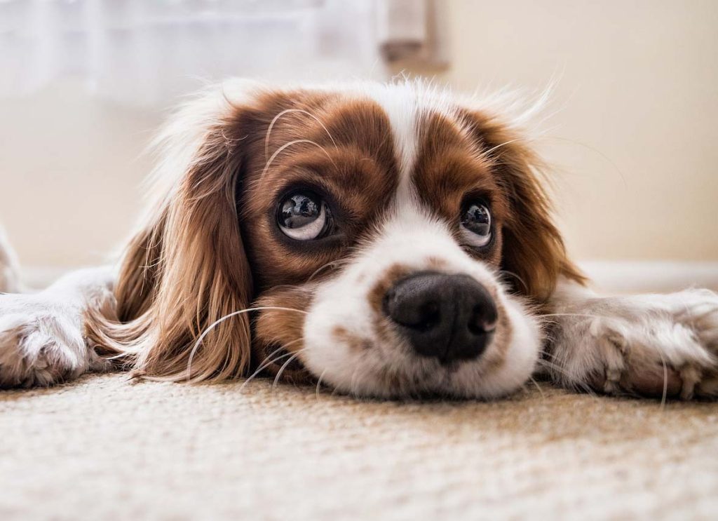 Can Dogs Eat Tapioca Pearls